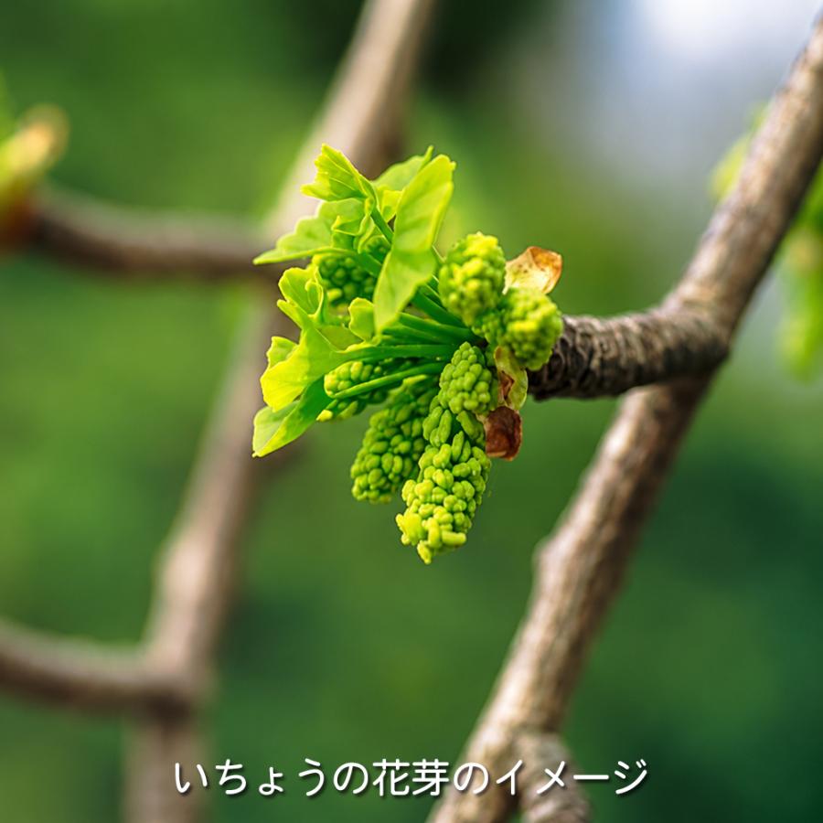 盆栽 いちょう 挿し木4年生 銀杏 イチョウ 実成りいちょう 盆栽素材