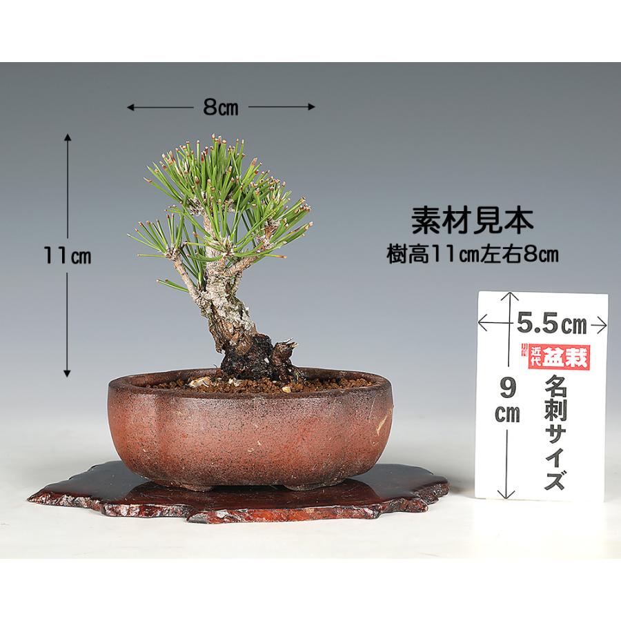 錦松 富士 挿し木4年生 ニシキマツ 小品盆栽 ミニ盆栽 松柏盆栽 盆栽
