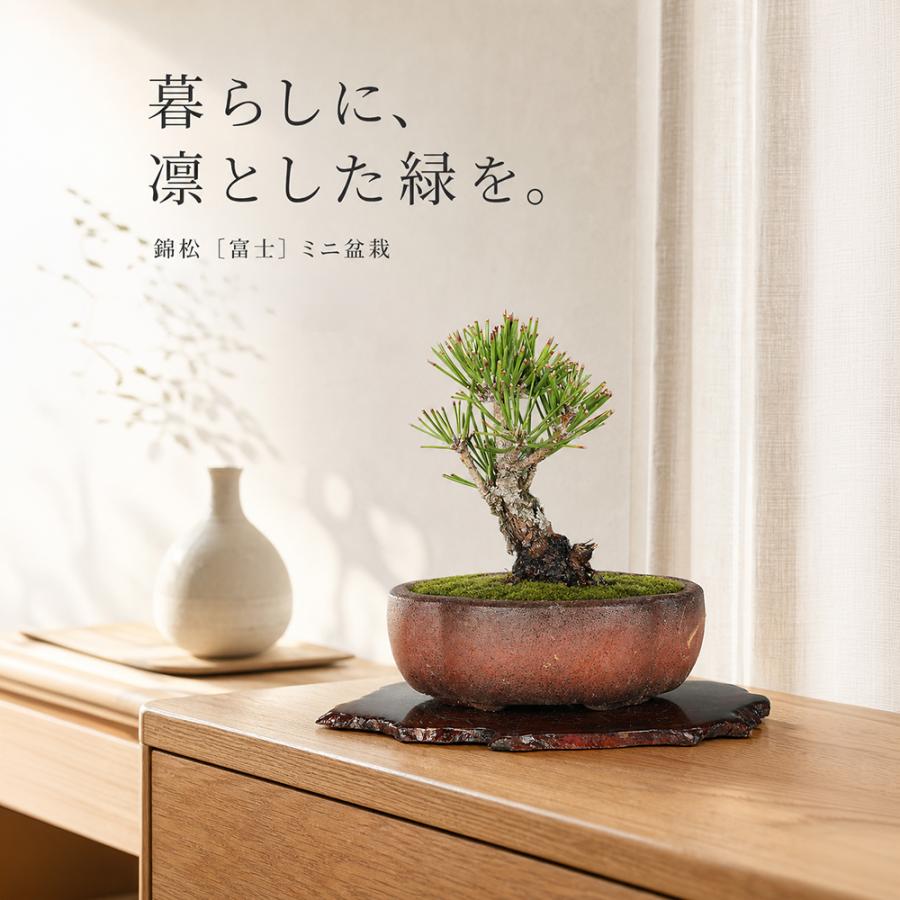 錦松 富士 挿し木4年生 ニシキマツ 小品盆栽 ミニ盆栽 松柏盆栽 盆栽