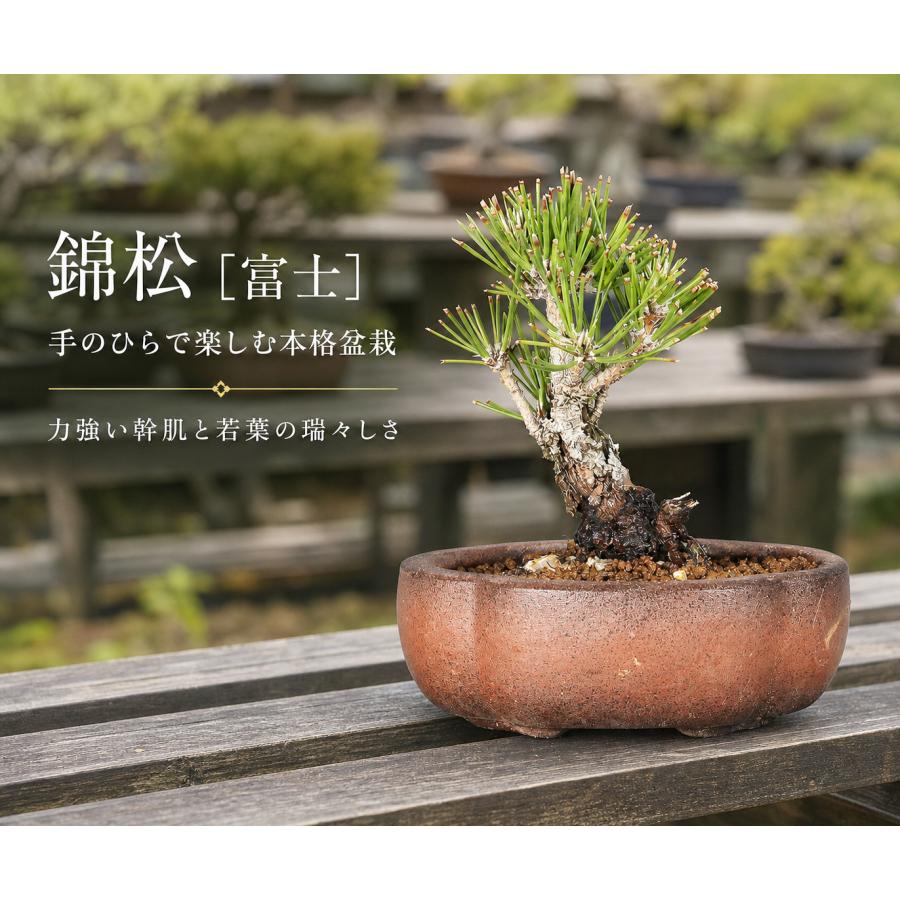 錦松 富士 挿し木4年生 ニシキマツ 小品盆栽 ミニ盆栽 松柏盆栽 盆栽