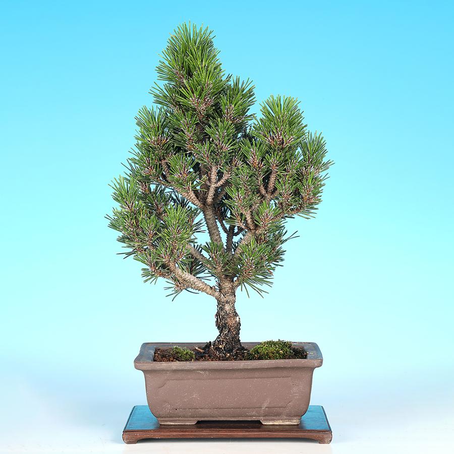 盆栽 黒松 千寿丸 接ぎ木6年生 小品盆栽 八ツ房性 樹高29cm 短葉 胴