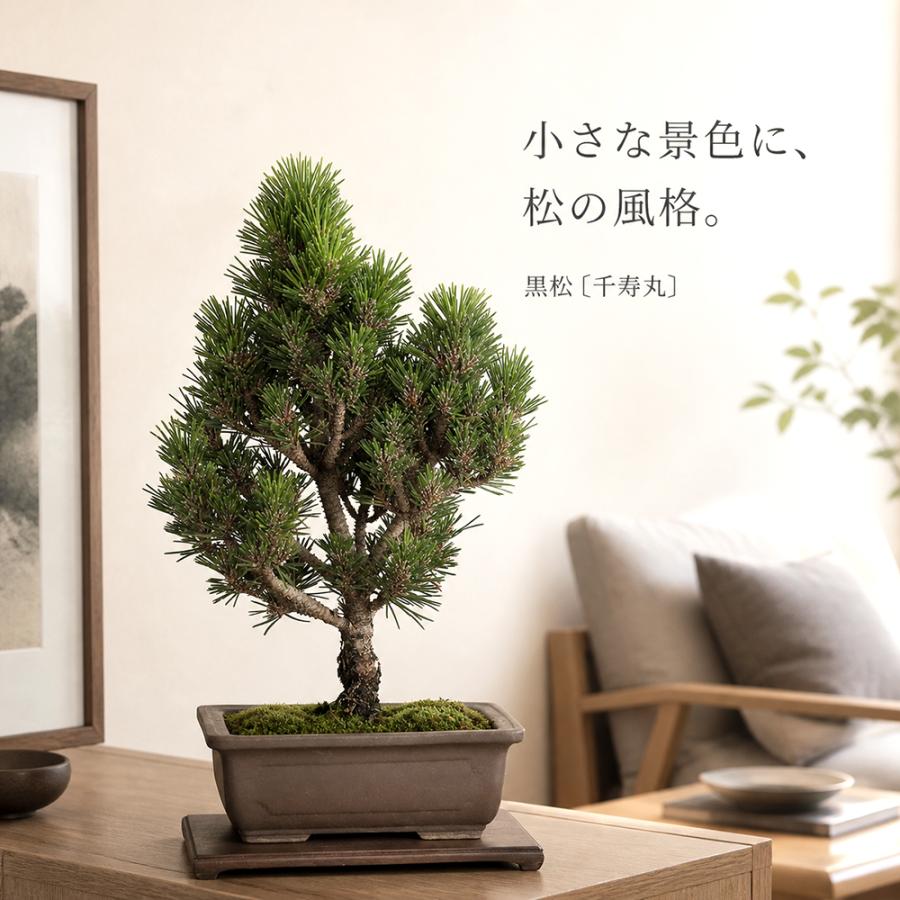 盆栽 黒松 千寿丸 接ぎ木6年生 小品盆栽 八ツ房性 樹高29cm 短葉 胴