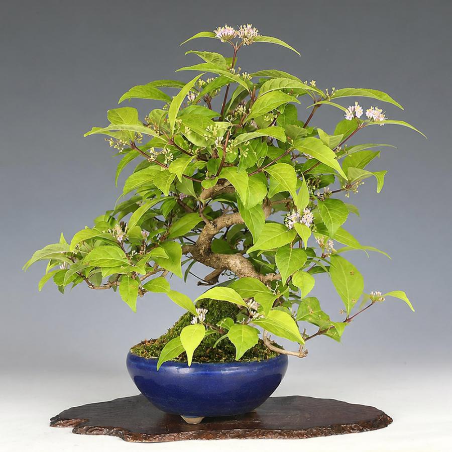 盆栽 紫式部 挿し木10年生 模様木 樹高26cm 盆栽素材 本格模様木 実