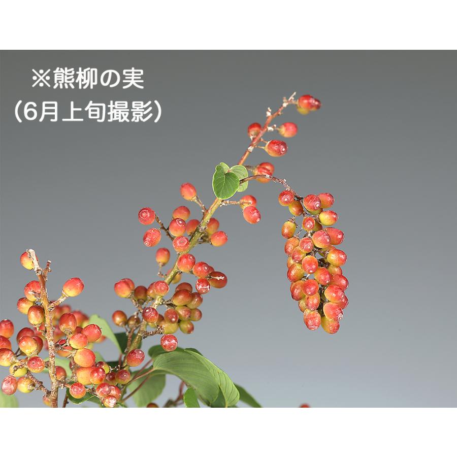 盆栽 熊柳 挿し木5年生 樹高20cm クマヤナギ 花 実 赤い実 実物盆栽