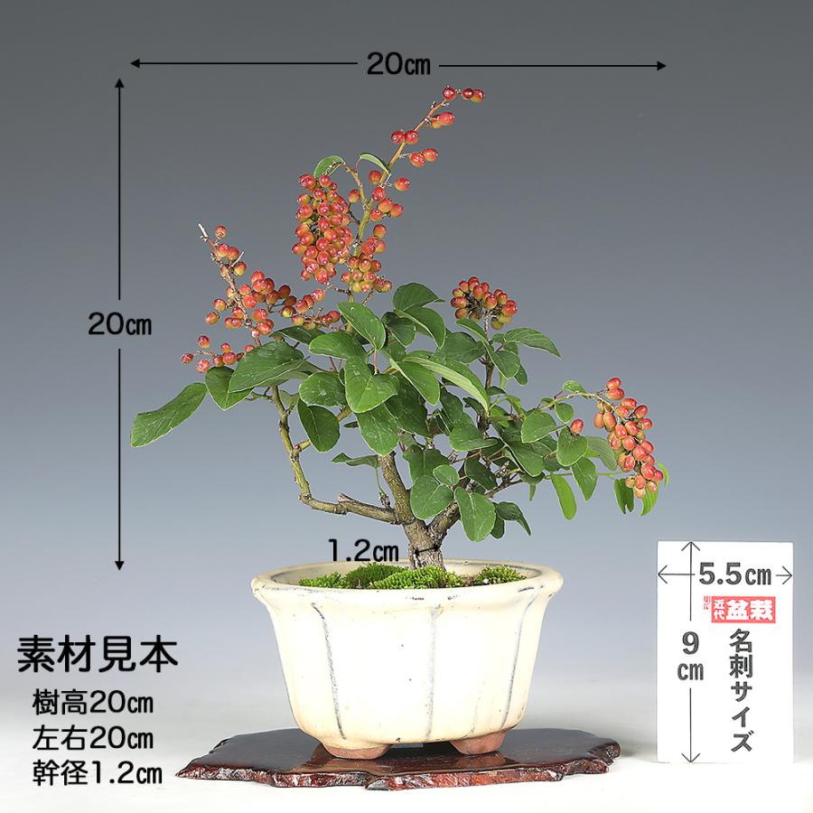 盆栽 熊柳 挿し木5年生 樹高20cm クマヤナギ 花 実 赤い実 実物盆栽