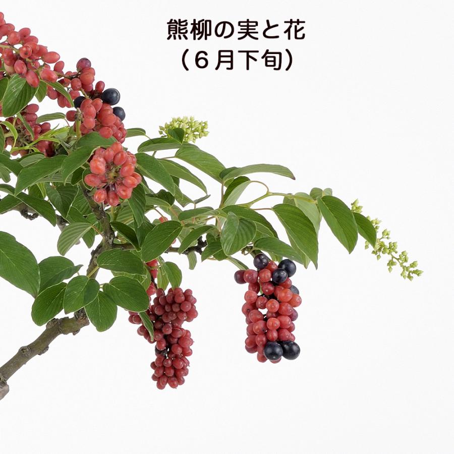 盆栽 熊柳 挿し木5年生 樹高20cm クマヤナギ 花 実 赤い実 実物盆栽