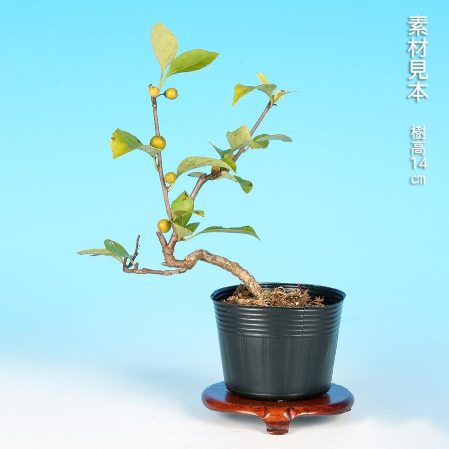 盆栽 つる梅もどき ツルウメモドキ 蔓梅擬 小品盆栽 ミニ盆栽 盆栽素材