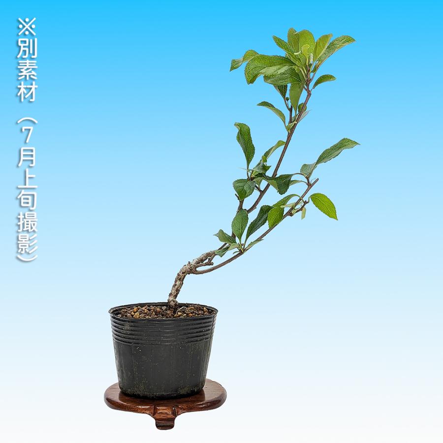 盆栽 つる梅もどき ツルウメモドキ 蔓梅擬 小品盆栽 ミニ盆栽 盆栽素材