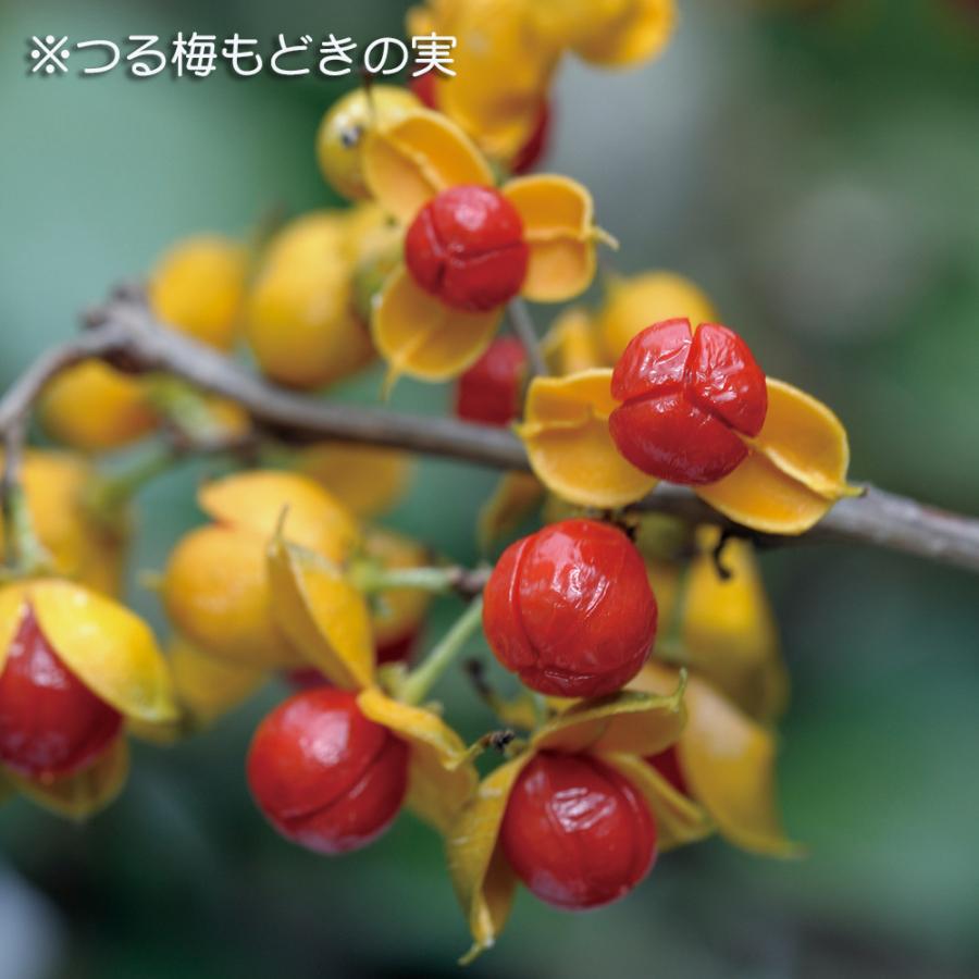 盆栽 つる梅もどき ツルウメモドキ 蔓梅擬 小品盆栽 ミニ盆栽 盆栽素材