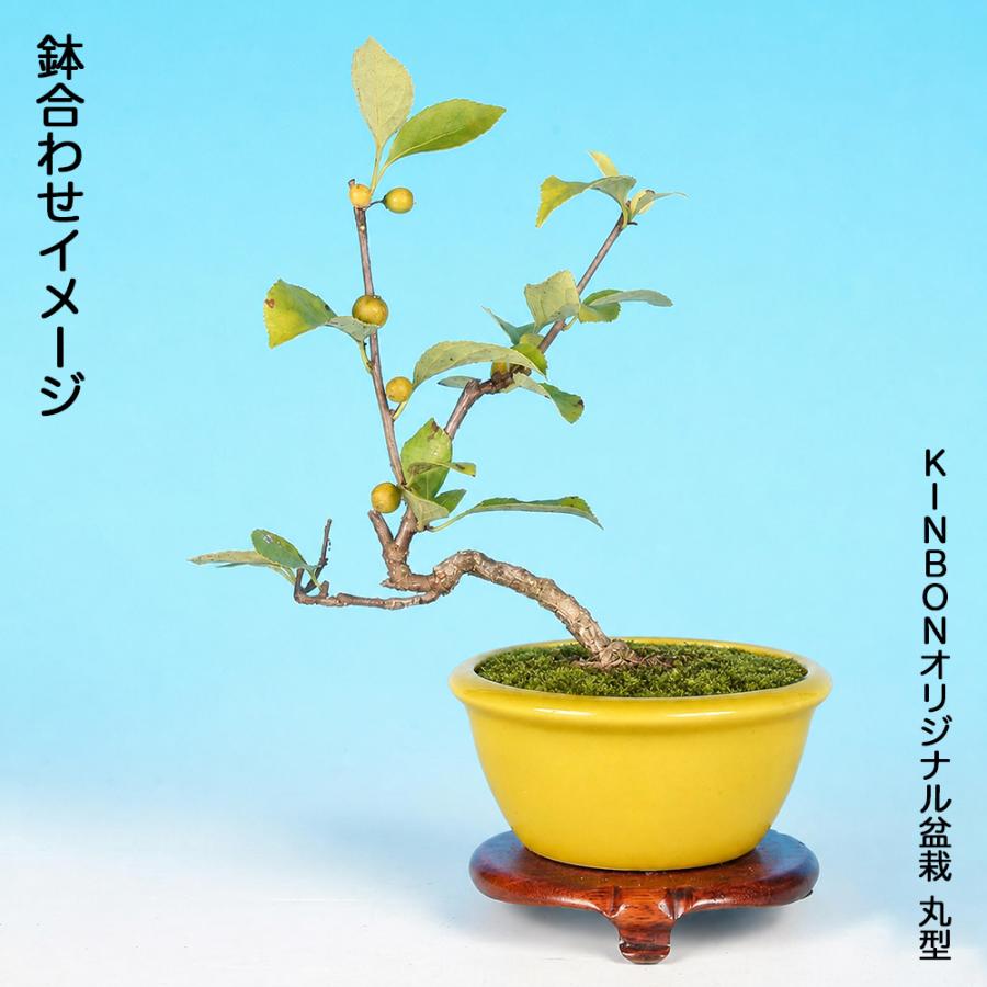 盆栽 つる梅もどき 根伏せ 4年生 7.5cmポット ツルウメモドキ 蔓梅擬