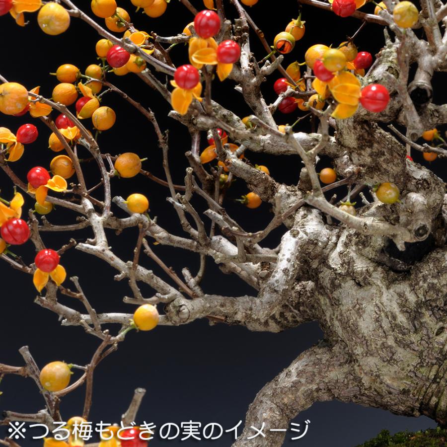 盆栽 つる梅もどき ツルウメモドキ 蔓梅擬 小品盆栽 ミニ盆栽 盆栽素材