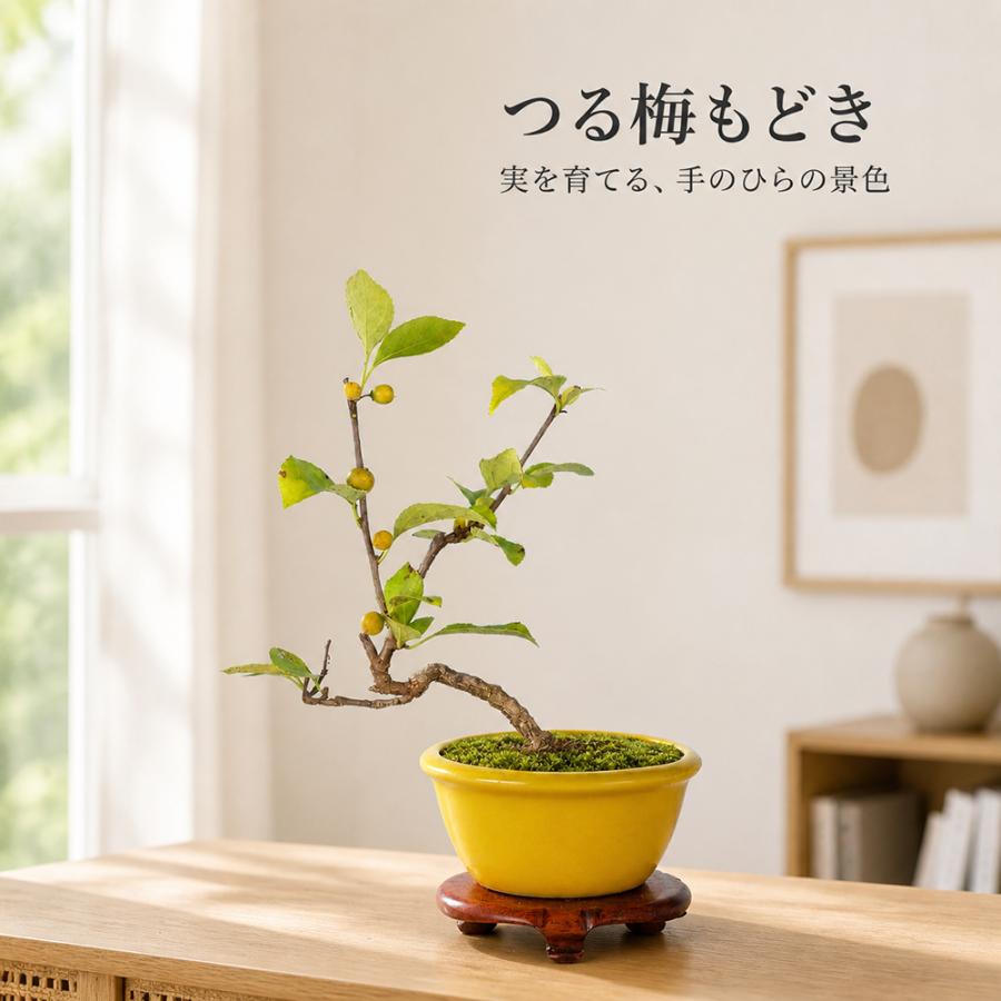 盆栽 つる梅もどき 根伏せ 4年生 7.5cmポット ツルウメモドキ 蔓梅擬