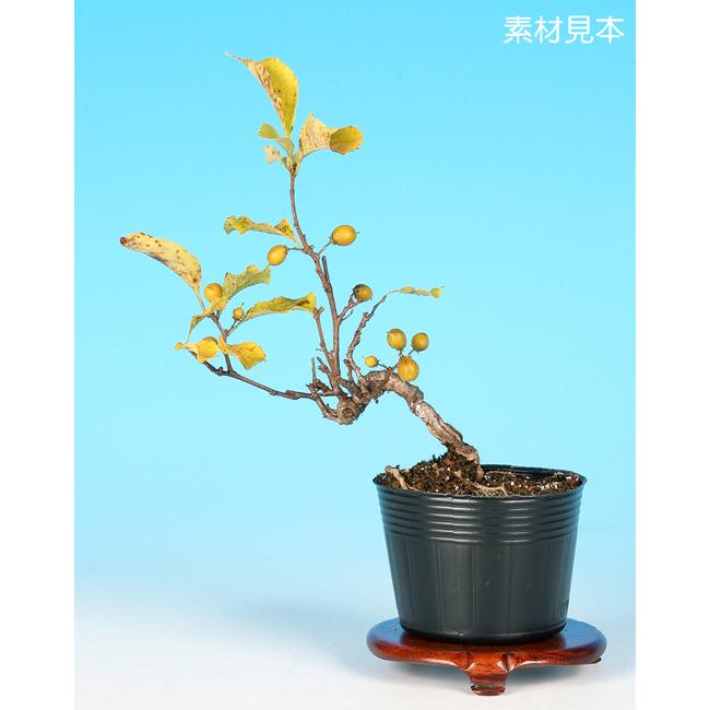 盆栽 ミニ盆栽 「八ッ房つる梅もどき」 ツルウメモドキ 蔓梅擬 盆栽 ミニ盆栽 「八ッ房つる梅もどき」 ツルウメモドキ 蔓梅擬