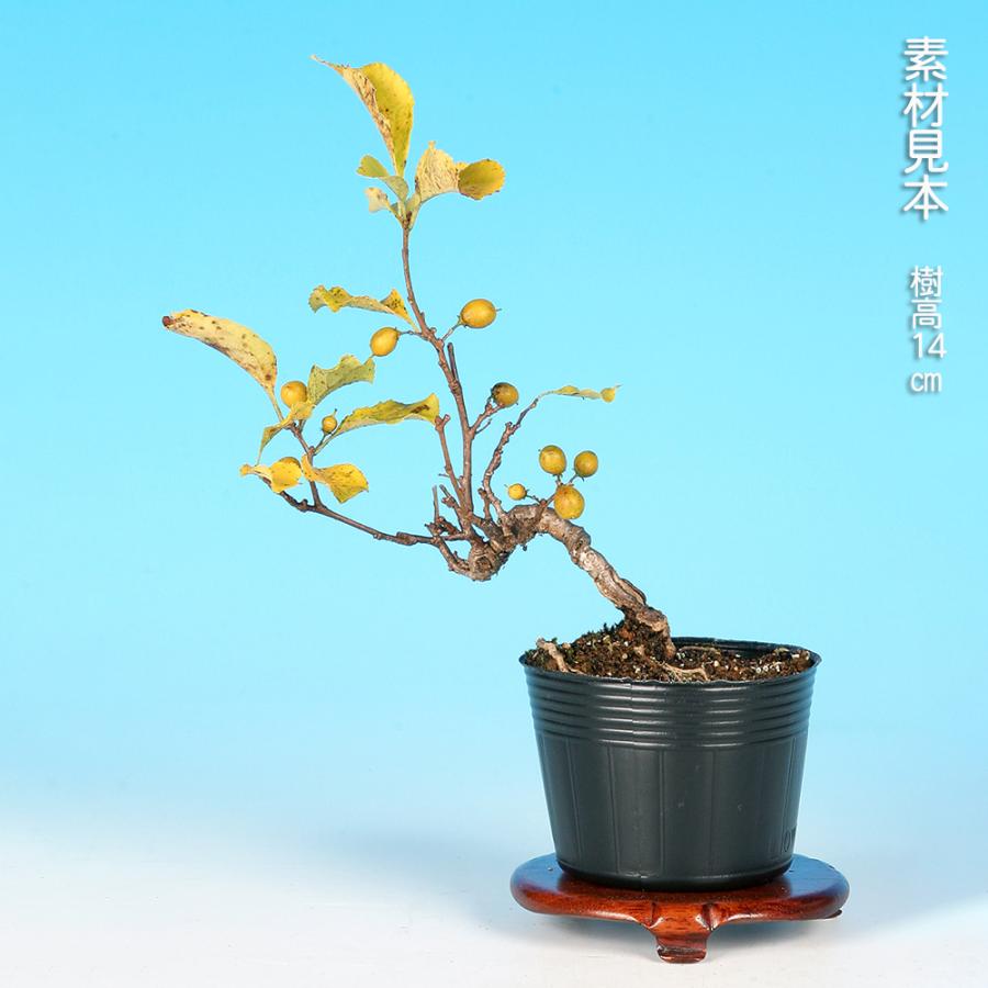 盆栽 八ッ房つる梅もどき ツルウメモドキ 蔓梅擬 小品盆栽 ミニ盆栽