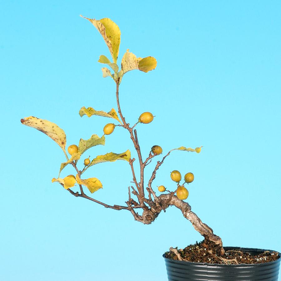 ツルウメモドキ 盆栽 八ッ房つる梅もどき ツルウメモドキ 蔓梅擬 小品盆栽 ミニ盆栽