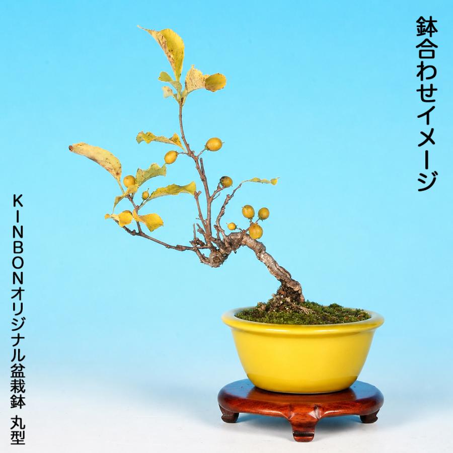 野梅 盆栽 希少 小さくて古木です 野梅の盆栽を販売｜入門は盆栽妙