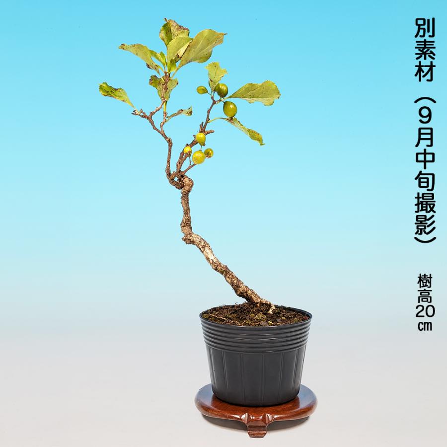 秋に色づく赤い実】盆栽 八ッ房つる梅もどき 根伏せ4年生 ミニ盆栽