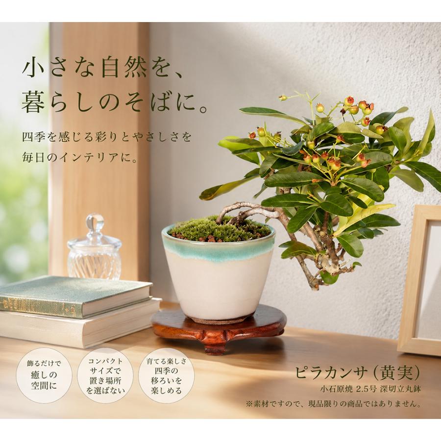 盆栽 ピラカンサ（黄実） 挿し木5年生 7.5cmポット入 橘もどき