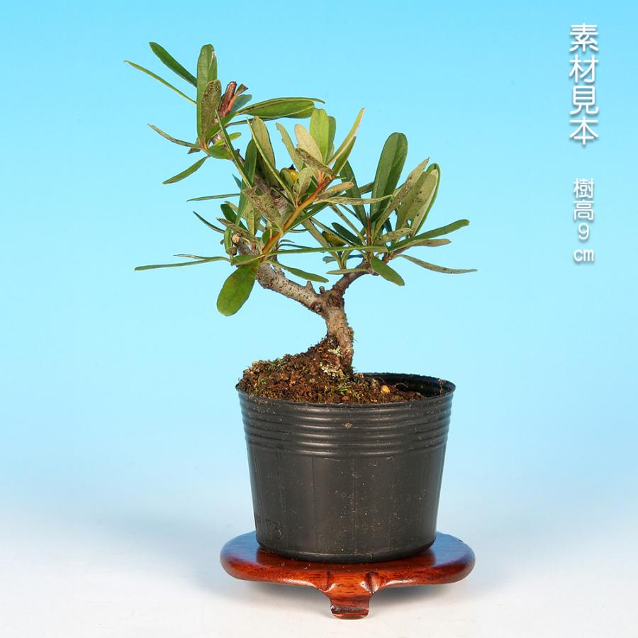 盆栽 ピラカンサ 黄実 タチバナモドキ 橘もどき 橘擬 小品盆栽 ミニ