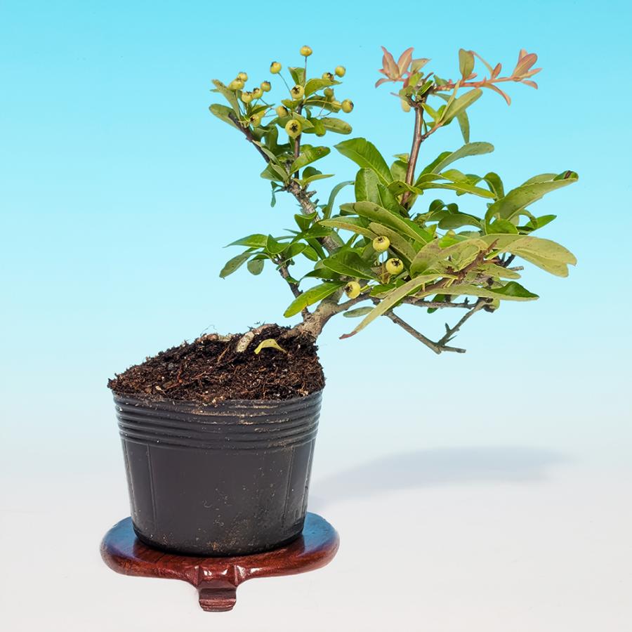 盆栽 ピラカンサ（黄実） 挿し木5年生 7.5cmポット入 橘もどき