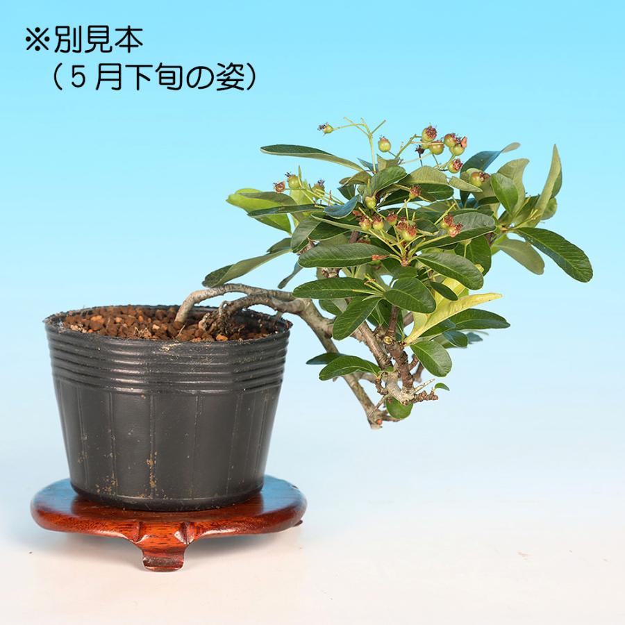 盆栽 ピラカンサ 黄実 タチバナモドキ 橘もどき 橘擬 小品盆栽 ミニ