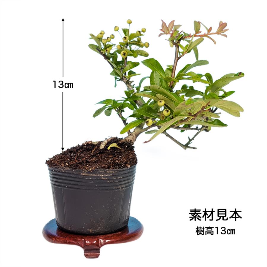 盆栽 ピラカンサ（黄実） 挿し木5年生 7.5cmポット入 橘もどき