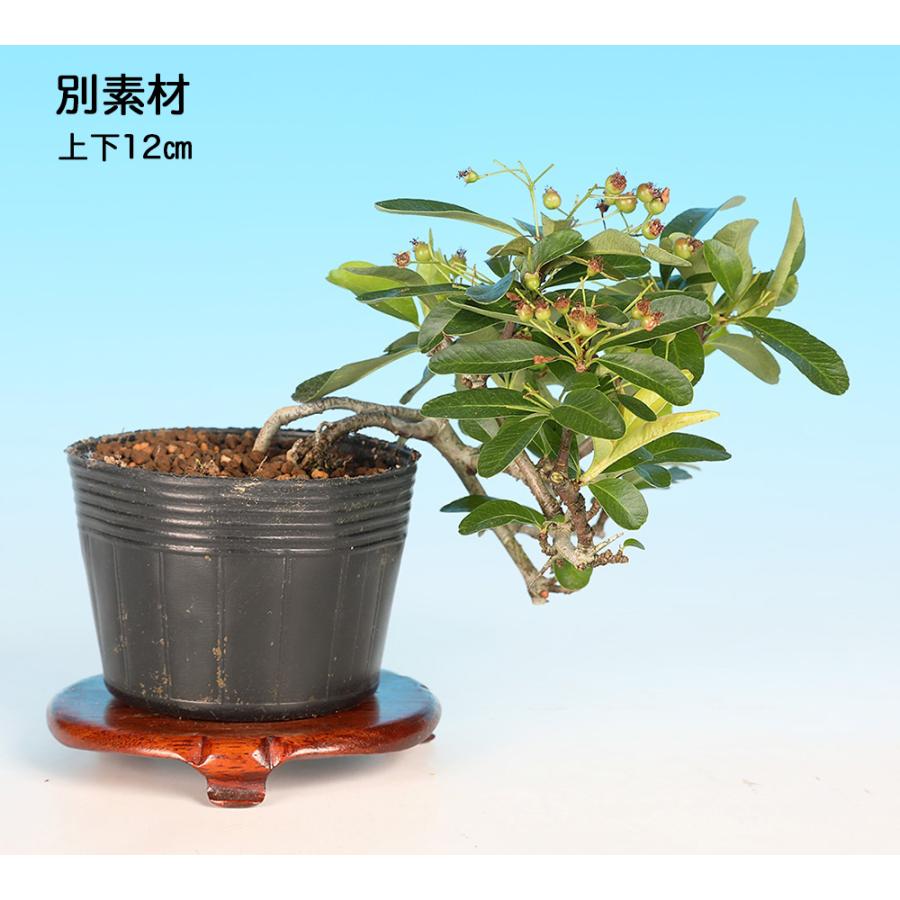 盆栽 ピラカンサ（黄実） 挿し木5年生 7.5cmポット入 橘もどき