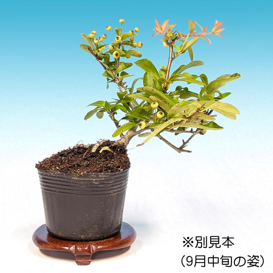 盆栽 ピラカンサ 黄実 タチバナモドキ 橘もどき 橘擬 小品盆栽 ミニ