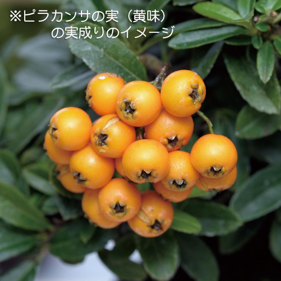 盆栽 ピラカンサ（黄実） 挿し木5年生 7.5cmポット入 橘もどき