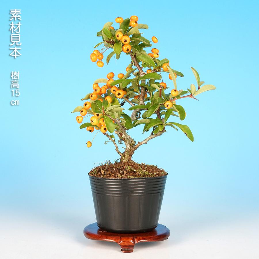 盆栽 ピラカンサ 細葉 黄実 タチバナモドキ 橘もどき 橘擬 小品盆栽