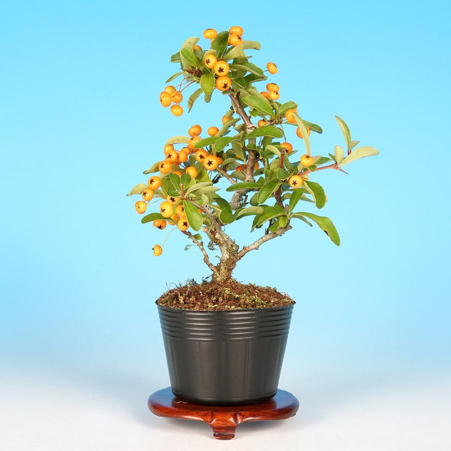 盆栽 ピラカンサ 細葉 黄実 挿し木5年生 7.5cmポット 盆栽素材 実物
