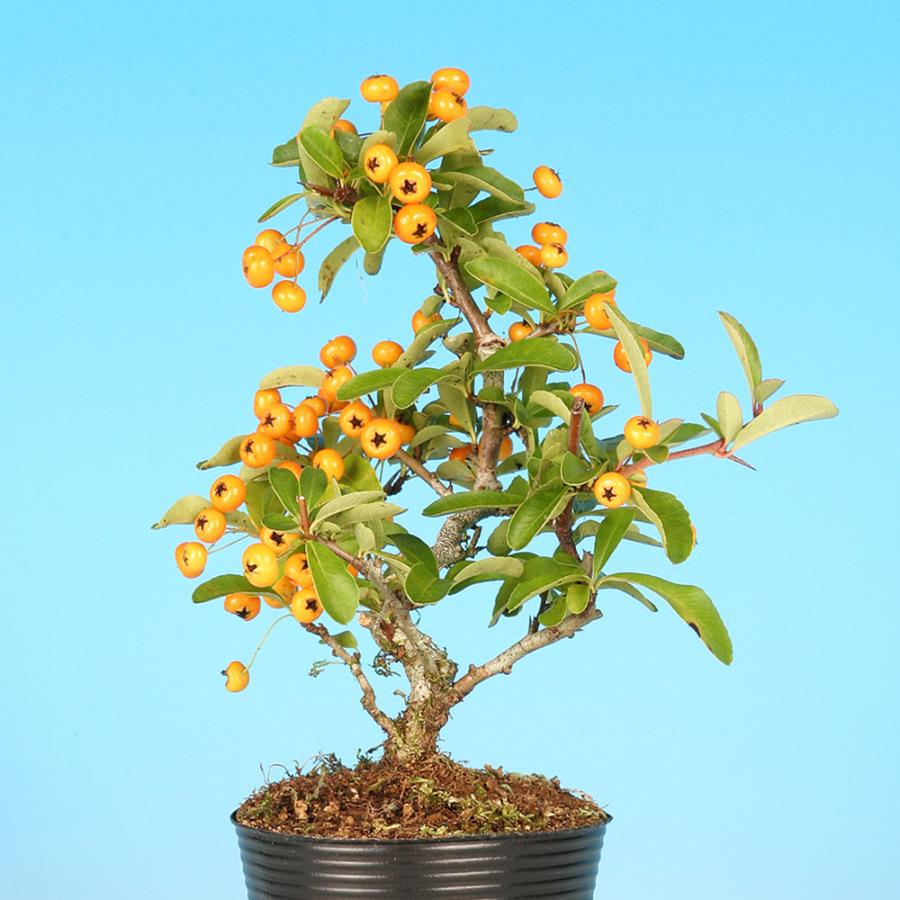 小品盆栽、タチバナモドキ、山採取 沢山の実付き、やや傷や汚れあり 小品盆栽、タチバナモドキ、山採取 沢山の実付き、やや傷や汚れあり