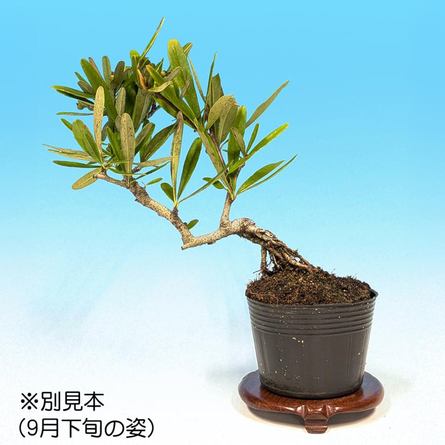 盆栽 ピラカンサ 細葉 黄実 タチバナモドキ 橘もどき 橘擬 小品盆栽