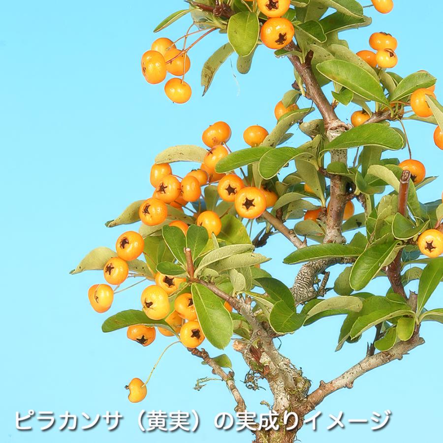 盆栽 ピラカンサ 細葉 黄実 挿し木5年生 7.5cmポット 盆栽素材 実物