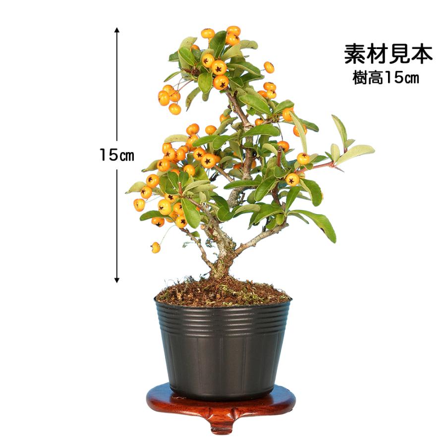 盆栽 ピラカンサ 細葉 黄実 挿し木5年生 7.5cmポット 盆栽素材 実物