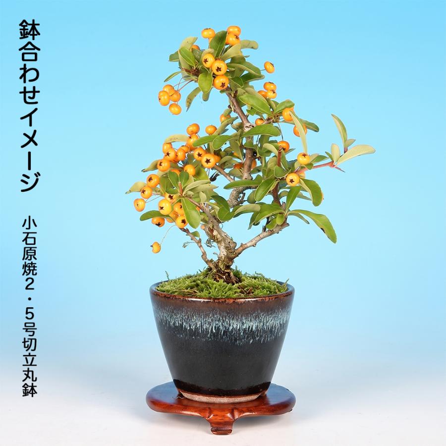 盆栽 ピラカンサ 細葉 黄実 挿し木5年生 7.5cmポット 盆栽素材 実物