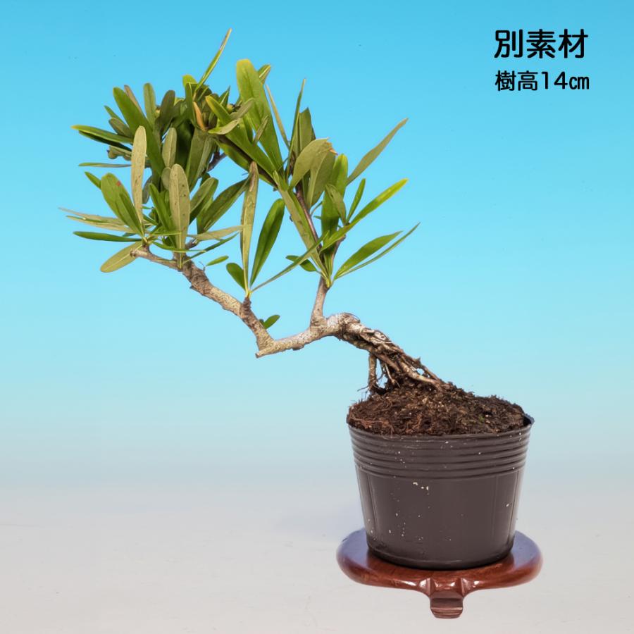 盆栽 ピラカンサ 細葉 黄実 挿し木5年生 7.5cmポット 盆栽素材 実物