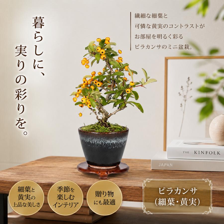 ミズガンピ 盆栽 鉢植え 観葉植物 ミズガンピ 盆栽 鉢植え 観葉植物