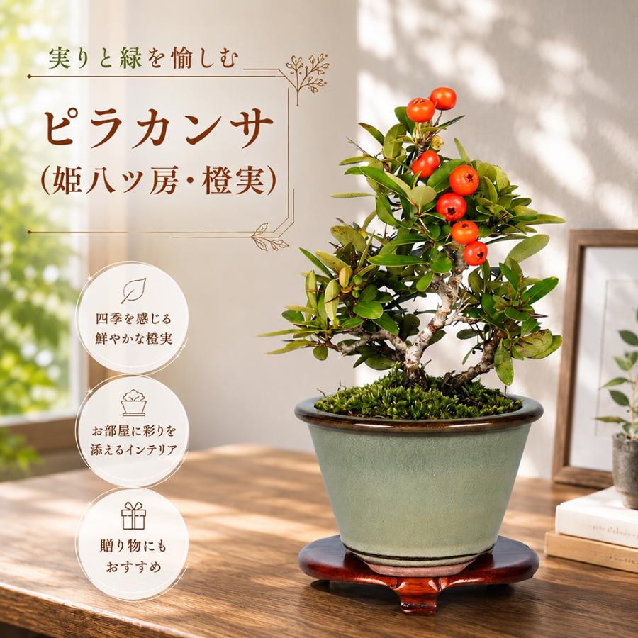 盆栽 ピラカンサ 姫八ッ房 橙実 挿し木 5年生 7.5cmポット 橘もどき