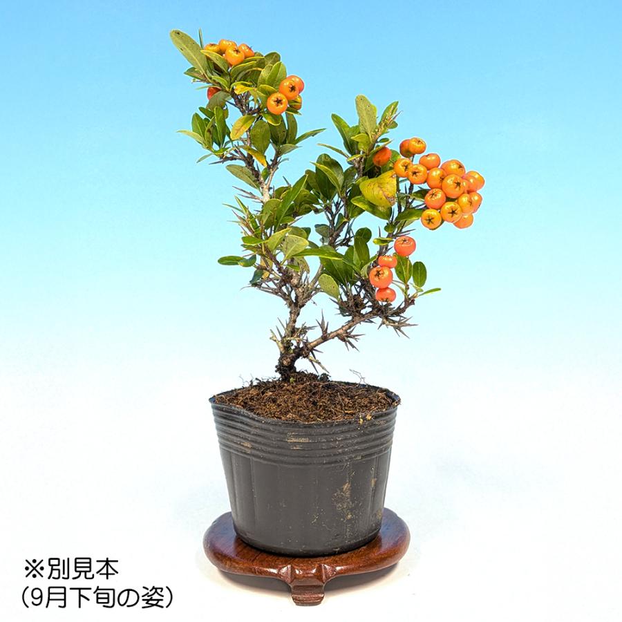 小品盆栽 ミニ盆栽 「ピラカンサ 姫八ッ房 橙実」 タチバナ