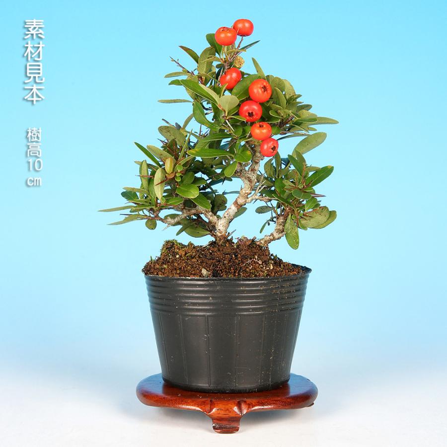 大型盆栽大　花台　貝模様 盆栽のプラモデル。実物を3Dスキャンした挑戦的なキットを“情景王”山田