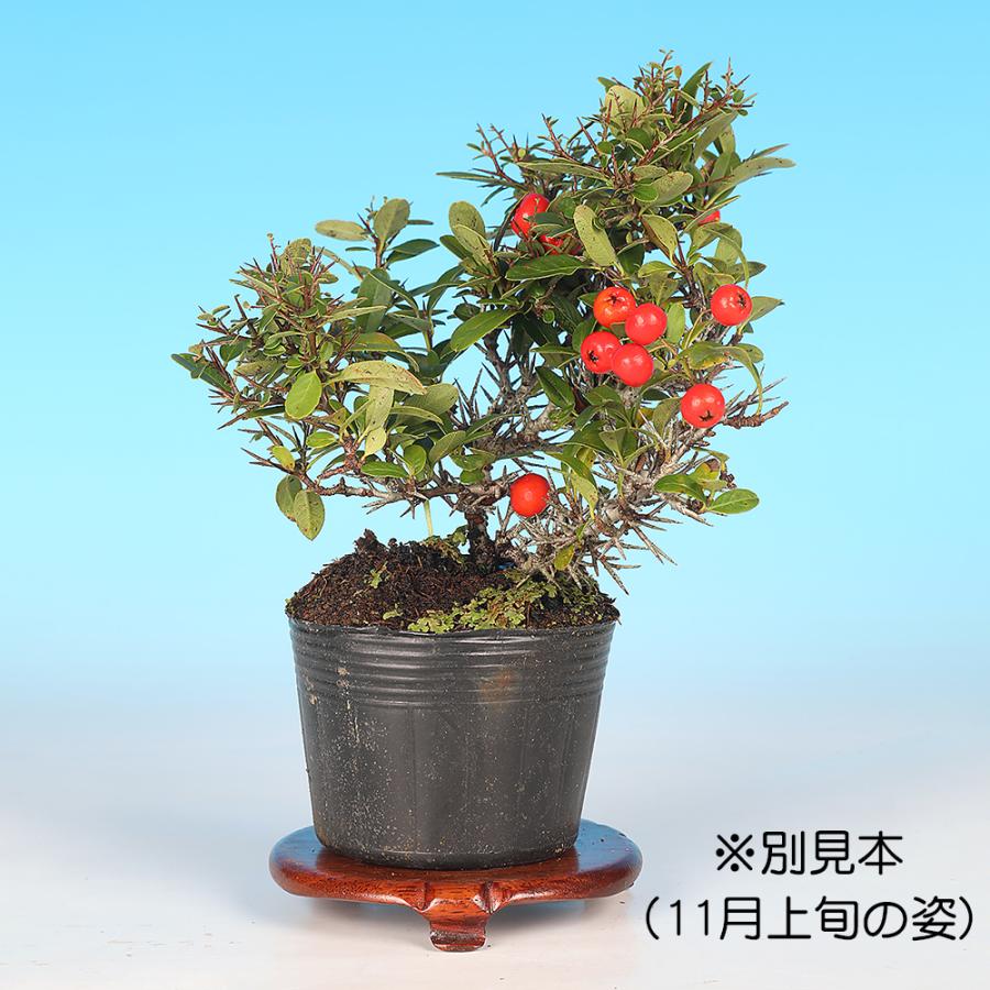 盆栽 ピラカンサ 姫八ッ房 橙実 タチバナモドキ 橘もどき 橘擬 小品