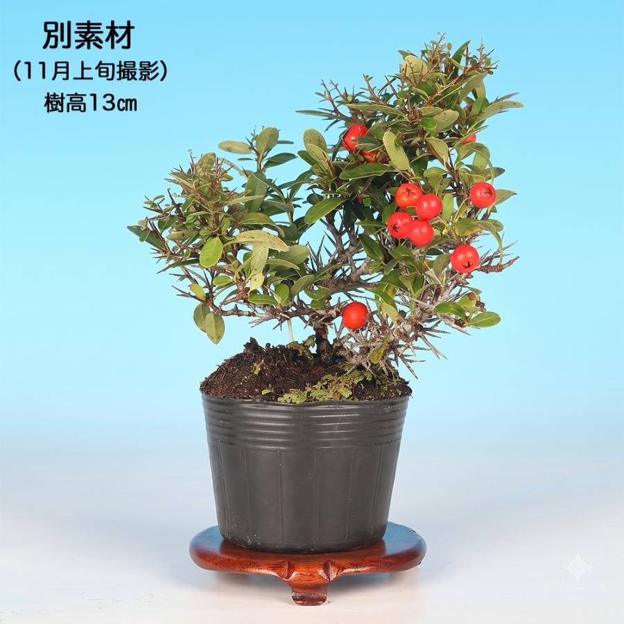 盆栽 ピラカンサ 姫八ッ房 橙実 挿し木 5年生 7.5cmポット 橘もどき