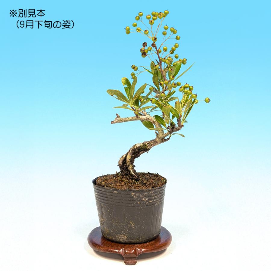 小品盆栽 ミニ盆栽 「ピラカンサ 千代田紅」 トキワサンザシ 常磐