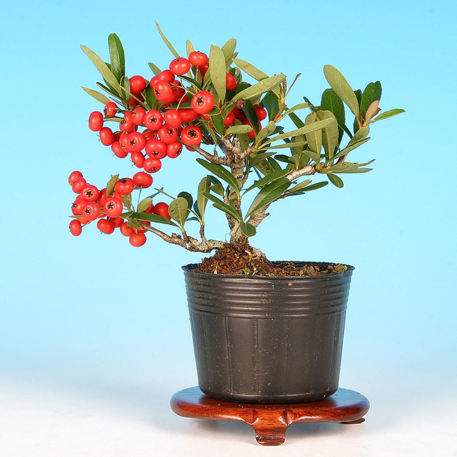 盆栽 ピラカンサ 千代田紅 根伏せ5年生 7.5cmポット 実物盆栽 トキワ