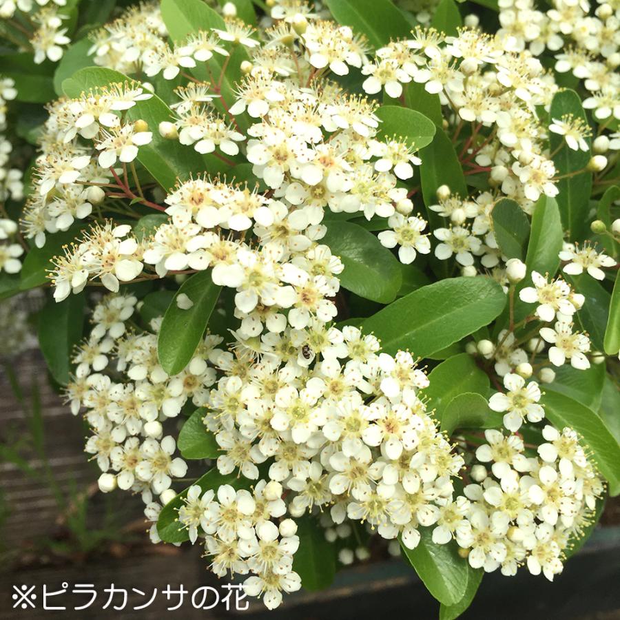 小品盆栽 ミニ盆栽 「ピラカンサ 千代田紅」 トキワサンザシ 常磐