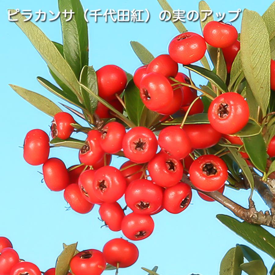 盆栽 ピラカンサ 千代田紅 根伏せ5年生 7.5cmポット 実物盆栽 トキワ