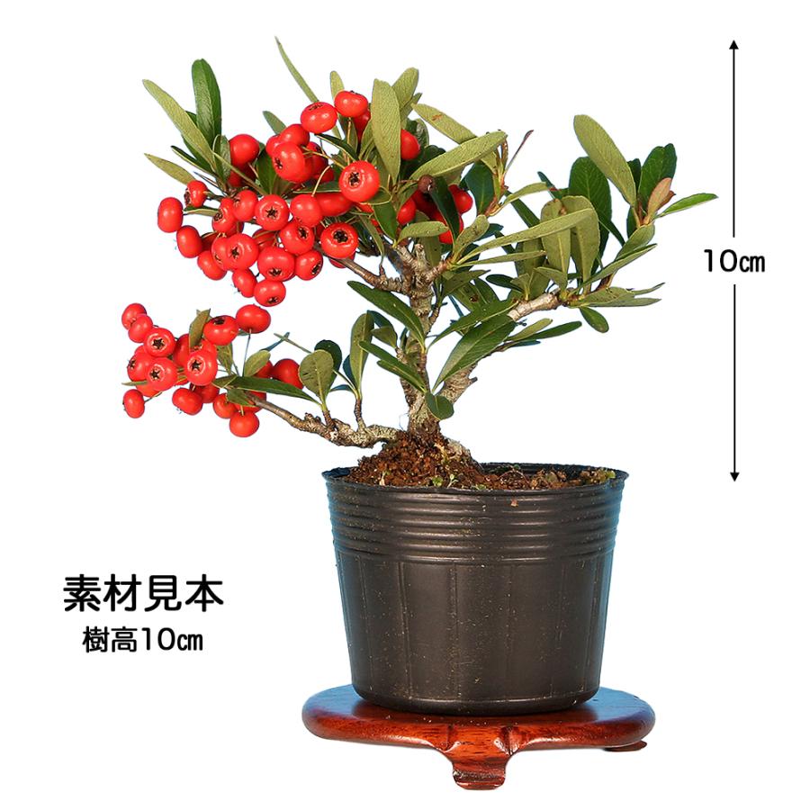 盆栽 ピラカンサ 千代田紅 根伏せ5年生 7.5cmポット 実物盆栽 トキワ