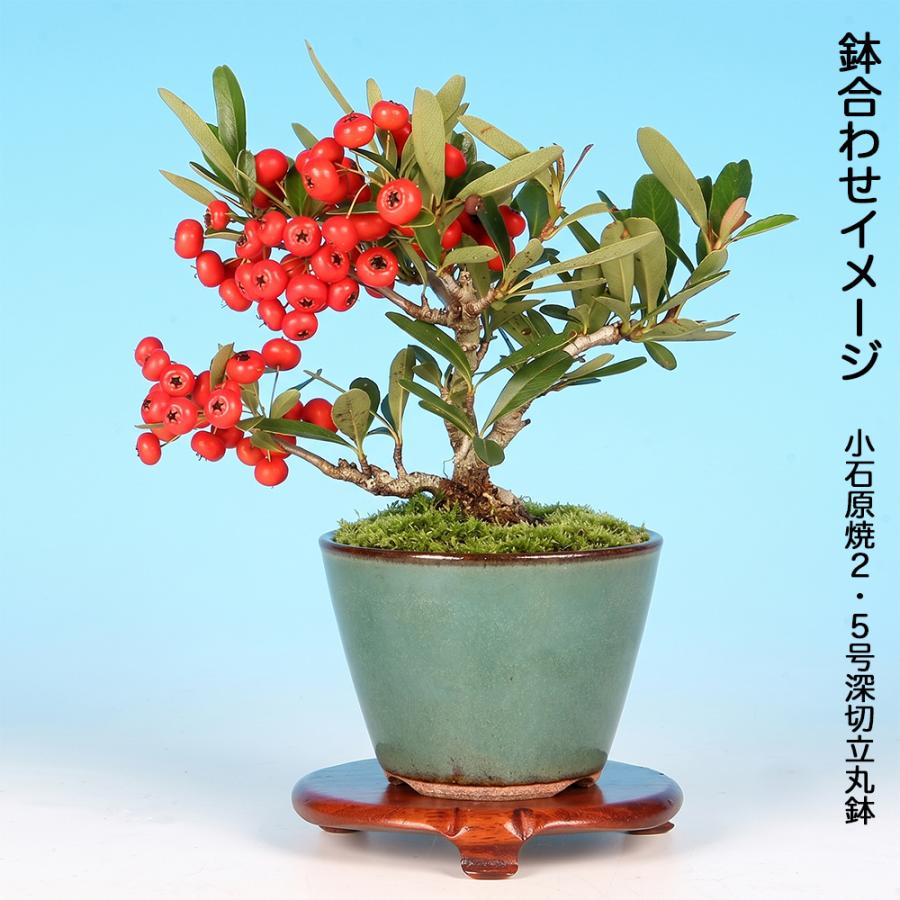 盆栽 ピラカンサ 千代田紅 根伏せ5年生 7.5cmポット 実物盆栽 トキワ