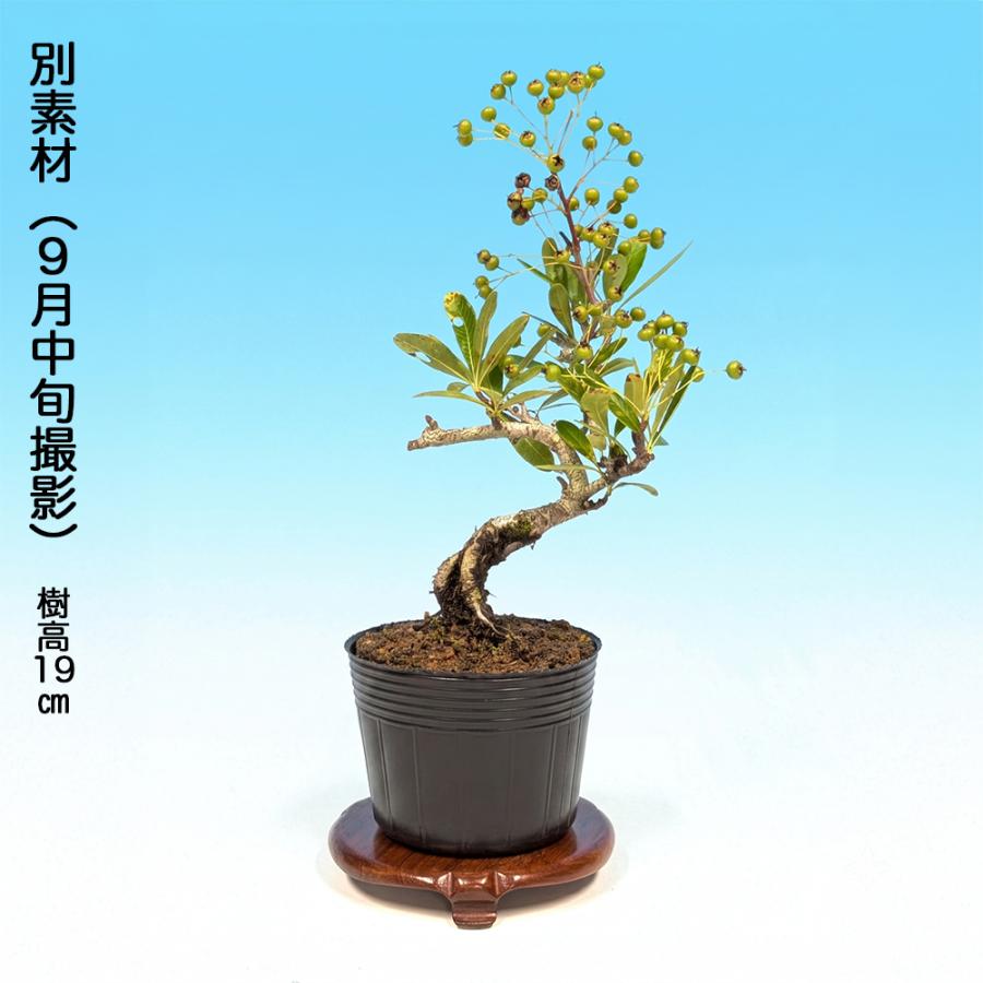 盆栽 ピラカンサ 千代田紅 根伏せ5年生 7.5cmポット 実物盆栽 トキワ